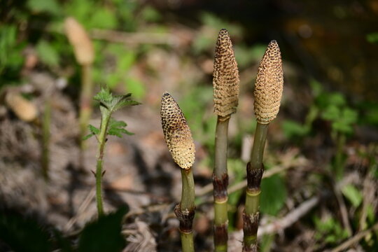 Fertile spore-bearing stems of Common Horsetail Equisteum arvense in early spring.