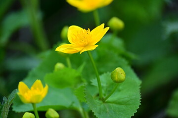 Fototapeta premium Small yelllow buttercup flowers blooming on a green leaf in the spring forest.