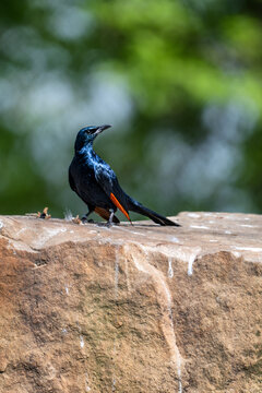 Red-winged starling Onychognathus morio perched on a rock. African bird with iridescent blue-black plumage and distinctive orange-red wing feathers in a zoo habitat with soft bokeh background.