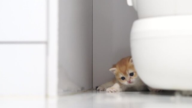Curious orange kitten hiding behind white toilet glossy tile floor, scared and vulnerable, adorable cat with fluffy fur peeking out bathroom, playful mood, soft lighting, indoor pet photography