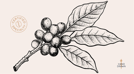 Obraz premium Vintage coffee branch bean plant sketch, organic cafe engraved logo. Botanical coffee plant bean branch identity, eco natural drawing. Bean branch plant coffee sketch. Vector Illustration