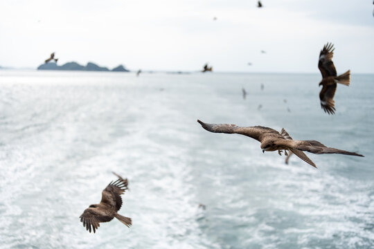 海上を飛ぶ野鳥と白波の風景