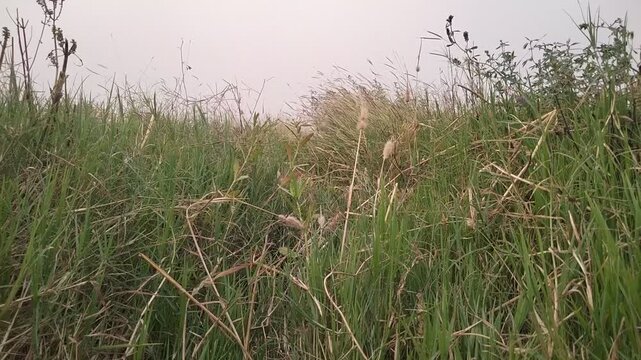 Nature grass in the wind