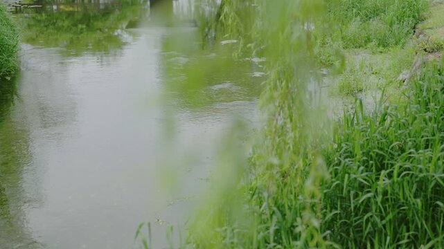 柳の枝と緩やかに流れる水路
