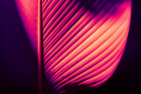 Tropical leaf neon glow, Cyberpunk style botanical pattern with dramatic lighting and dark shadows.