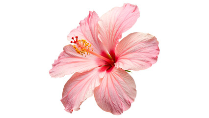 Vibrant pink hibiscus flower with detailed petals and stamen for tropical nature floral beauty and garden decoration isolated on transparent background © Hanna