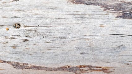Naklejka premium Weathered wood background showing a neutral textured surface