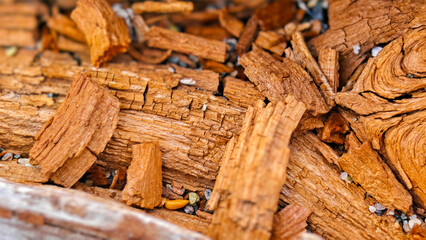 Fototapeta premium Close up of dry tree bark pieces