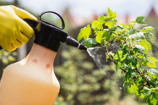 Spraying Currant Against Aphids, Pests and Plant Diseases. Spray Blackcurrant Bush after Flowering. 