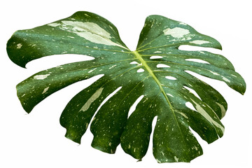 Philodendron monstera deliciosa © Unclesam