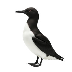 Fototapeta premium A black and white bird standing on a white surface, great for editorial or marketing use
