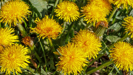 Vibrant yellow common dandelions blooming in a lush green meadow during a sunny spring day © Chmutphoto