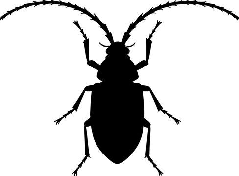 Cockroach Beetle Bug Insect Pest Top View Silhouette Vector Illustration