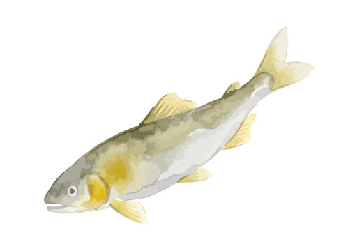 Watercolor-style fresh Ayu sweetfish illustration, seasonal Japanese stream fish for summer gourmet ／ 水彩鮎