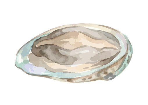 Watercolor-style fresh abalone illustration, luxury Japanese Awabi for celebratory dining ／ 水彩アワビ