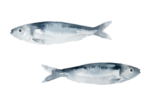 Watercolor-style fresh sardine illustration, Japanese Iwashi for healthy daily meals ／ 水彩いわし