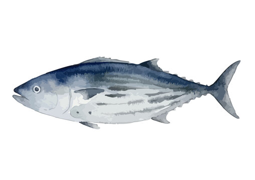 Watercolor-style fresh Katsuo bonito illustration, Japanese skipjack tuna for seasonal gourmet ／ 水彩カツオ