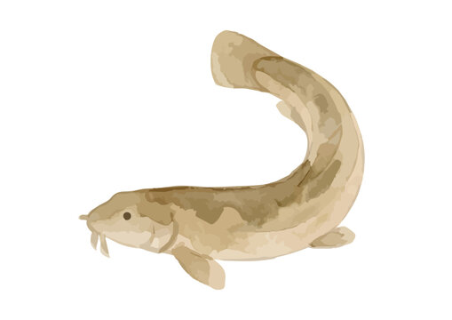Watercolor-style fresh Dojo loach illustration, Japanese pond fish for stamina cuisine ／ 水彩どじょう