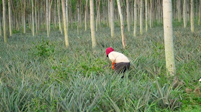 An Indonesian worker manually clears overgrown weeds using a sickle in a rural pineapple plantation, maintaining the agricultural crop field in Southeast Asia.