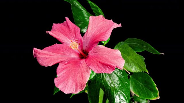 Pink Hibiscus Opens Big Flower in Time Lapse. Blooming Red Plant on a Black Background