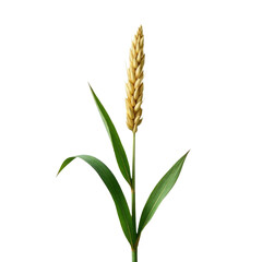 Obraz premium Single stalk of wheat on a plain white background