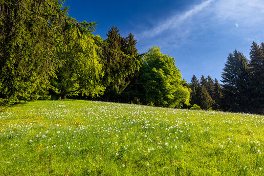 Spring Meadow with Poet's Daffodils (Narcissus poeticus radiiflorus) in Vaud, Switzerland