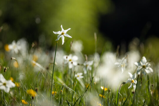 Blooming Poet's Daffodils (Narcissus poeticus radiiflorus) in Spring Meadow, Vaud Region, Switzerland