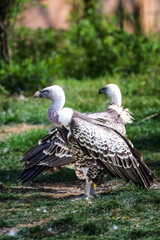 Fototapeta premium Ruppells vulture Gyps rueppellii perched on a rock in a zoo. Large African scavenger bird with white-edged feathers and a pale head in a natural outdoor habitat with soft bokeh background.