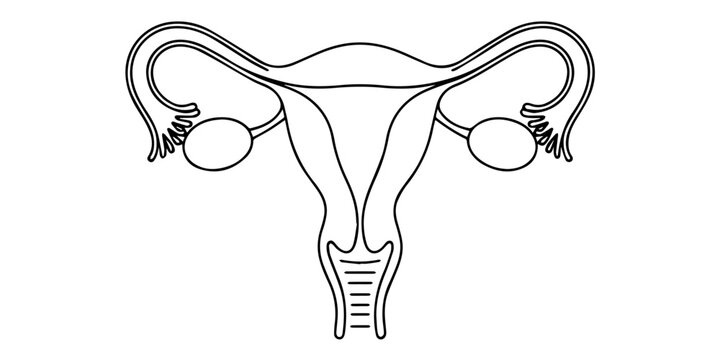 Continuous single line drawing of women's Uterus and Ovary. One line Female reproductive system uterus vector illustration isolated on white background, Vector minimalist linear illustration, Isolated