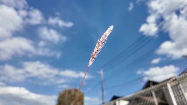 Slow Motion Close-up of Fluffy Grass Seed Head Gently Swaying in the Breeze