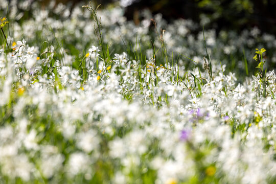 Blooming Poet's Daffodils (Narcissus poeticus radiiflorus) in Spring Meadow, Les Avants, Vaud, Switzerland