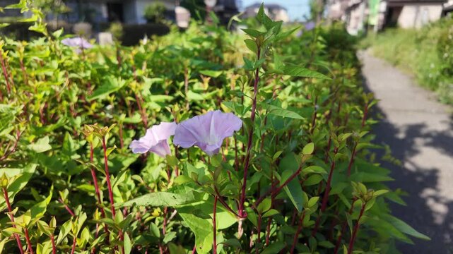 Close-up of Pink Bindweed Flowers Blooming on a Green Hedge by a Sidewalk on a Sunny Day