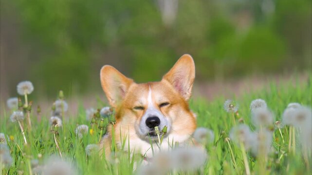 Video of a corgi with dandelions