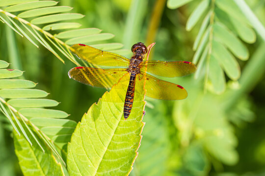 06648-00605 Eastern Amberwing (Perithemis tenera) male Marion Co. IL