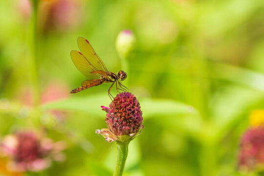 06648-00610 Eastern Amberwing (Perithemis tenera) male in flower garden Marion Co. IL