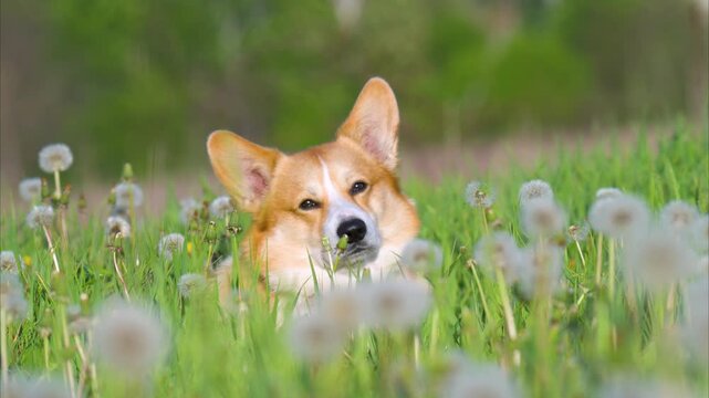 Video of a corgi with dandelions