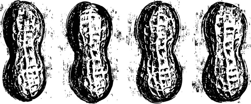 Four whole peanuts in shells arranged in a row with detailed textured patterns