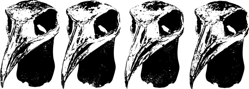 four detailed bird skull illustrations in black and white with distinct beak features and shading