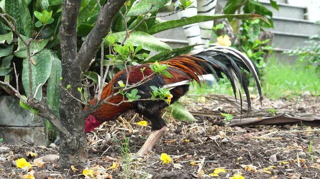 Colorful rooster bird chicken animal with brown feather, black tail, and red comb foraging ground outdoor poultry farm garden, surrounded by green plants, yellow flowers, and natural environment