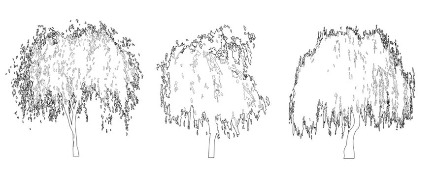 Vector set of weeping willow trees in elevation view for use in architectural drawings 
