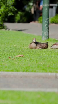Vertical video: Resting brown duck staying alert on grass beside path, white sneakers passing by