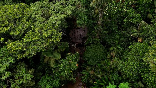 Aerial view, zooming out from a tropical stream revealing the forest surroundings; a tropical nature background