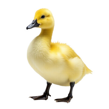 A single yellow duck standing on a white surface