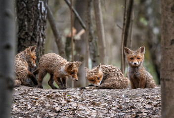 Obraz premium Portrait of four funny red funny dirty baby fox cubs curiously peeking out