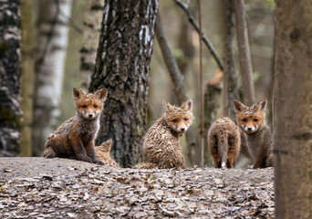 Fototapeta premium Portrait of funny red funny dirty baby fox cubs curiously peeking out
