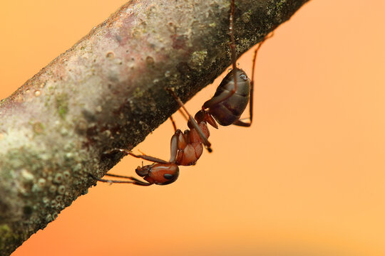 a wood ant insect on a stick