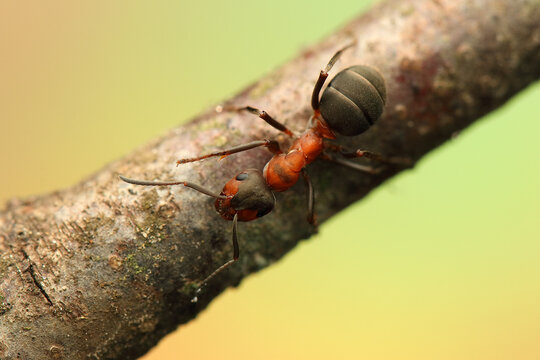 a wood ant insect on a stick