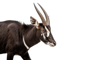 Rare saola with long horns in profile for nature safari wildlife education isolated on transparent background cut out © Ivan