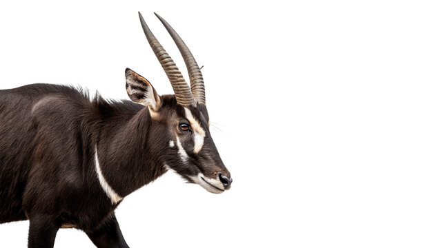 Rare saola with long horns in profile for nature safari wildlife education isolated on transparent background cut out