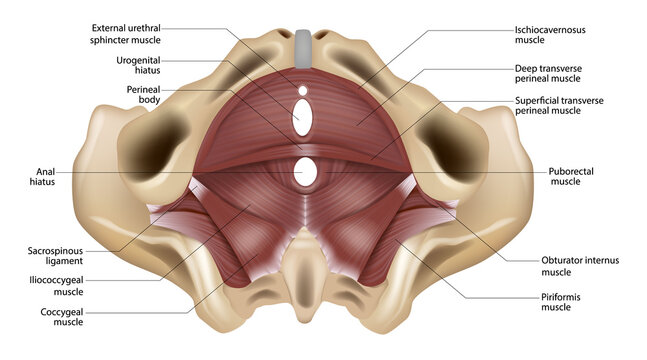 Labeled Female Pelvic Floor Muscles Anatomy Inferior View Medical Illustration. Pelvic Diaphragm and Perineal Muscles Anatomical Diagram of Female Pelvis